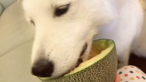 吃瓜群众 吃瓜视频在线,吃瓜视频在线狂欢背后的故事